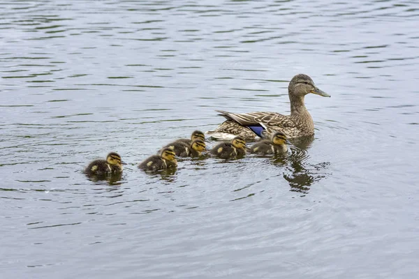 Οικογένεια Χηνάκια Κολύμβηση Μια Λίμνη Ένα Πάρκο Στο Πάρκο Harstad — Φωτογραφία Αρχείου
