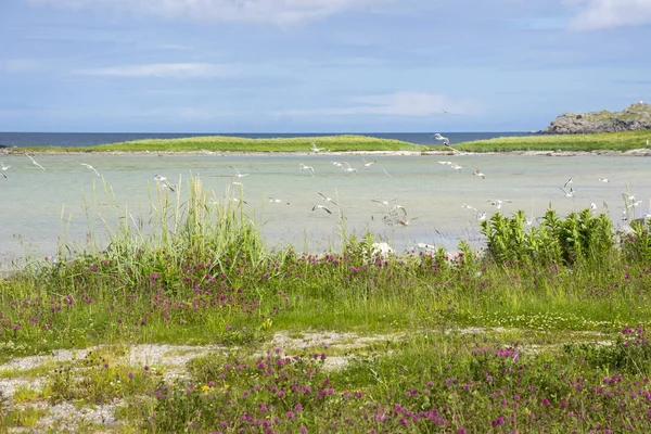 Panorama Auf Eggum Auf Den Lofoten Norwegen — Stockfoto