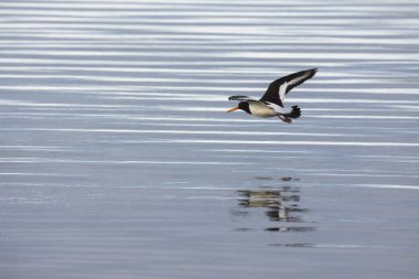 Eggum Norveç'te Lofoten Adaları'nda, Poyraz kuşugiller