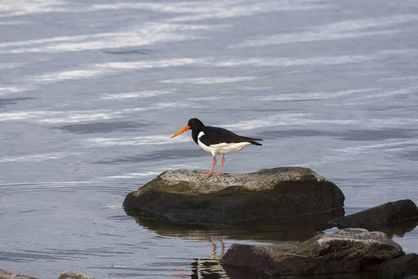 Oystercatcher Eggum Lofoten Islands Norway — Stock Photo, Image