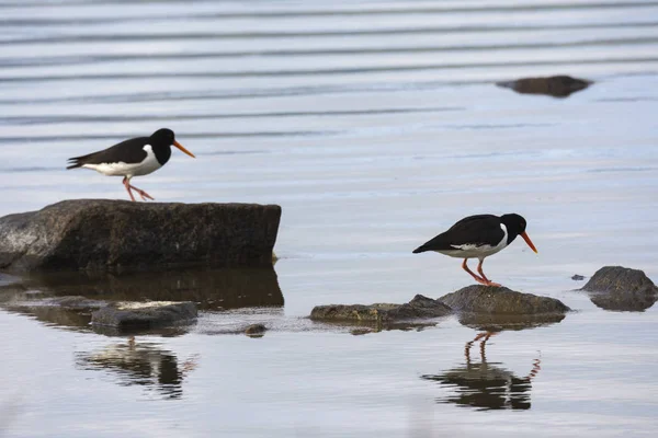 Oystercatcher Eggum Lofoten Islands Norway — Stock Photo, Image