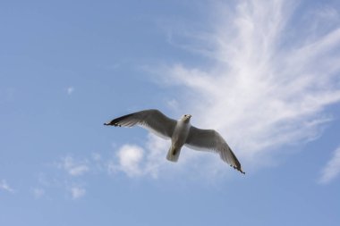 Eggum Norveç'te denizde anında martı