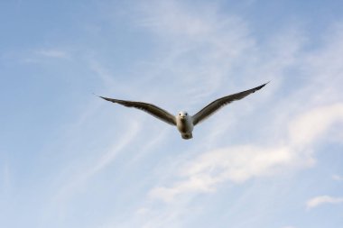 Eggum Norveç'te denizde anında martı