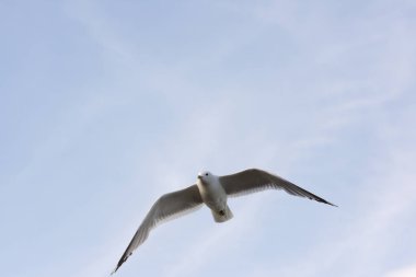 Eggum Norveç'te denizde anında martı