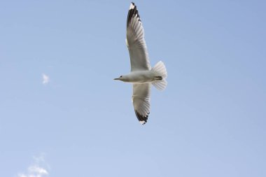 Eggum Norveç'te denizde anında martı