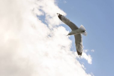 Eggum Norveç'te denizde anında martı