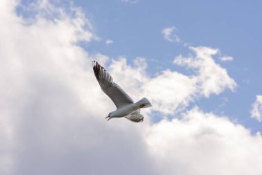 Eggum Norveç'te denizde anında martı