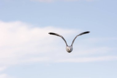 Eggum Norveç'te denizde anında martı