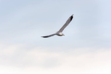 Eggum Norveç'te denizde anında martı