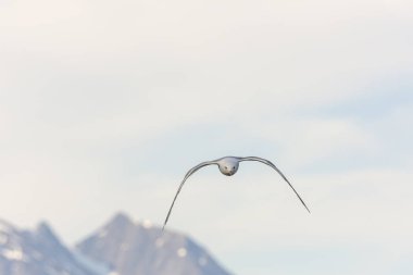 Eggum Norveç'te denizde anında martı