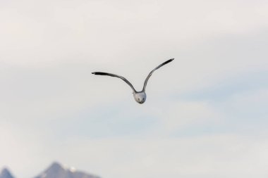 Eggum Norveç'te denizde anında martı