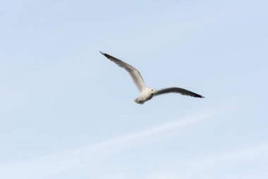 Eggum Norveç'te denizde anında martı