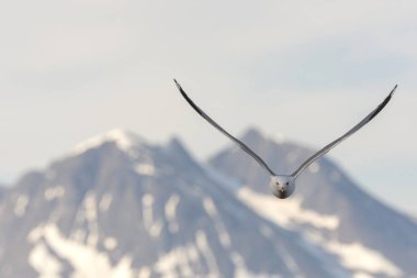 Eggum Norveç'te denizde anında martı