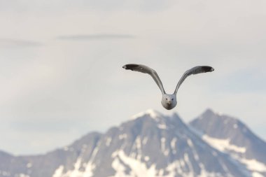 Eggum Norveç'te denizde anında martı