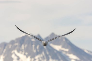 Eggum Norveç'te denizde anında martı