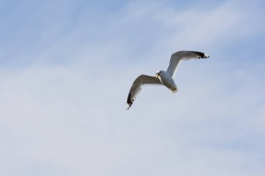 Eggum Norveç'te denizde anında martı