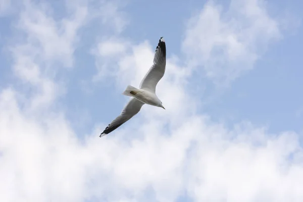 Möwe Fliegt Auf Dem Meer Eierlikör Norwegen — Stockfoto