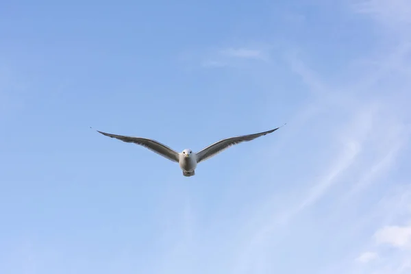 Möwe Fliegt Auf Dem Meer Eierlikör Norwegen — Stockfoto