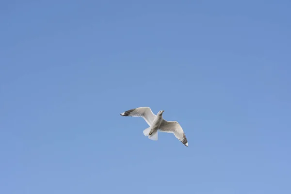 Gaivota Mosca Mar Eggum Noruega — Fotografia de Stock