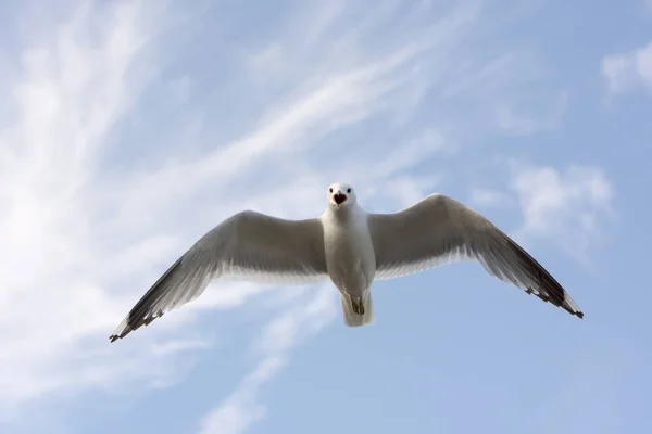 Seagull Vlieg Aan Zee Eggum Noorwegen — Stockfoto