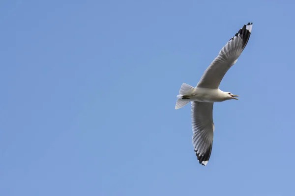Seagull Vlieg Aan Zee Eggum Noorwegen — Stockfoto