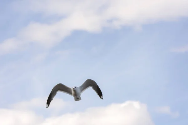 Måsen Fluga Havet Eggum Norge — Stockfoto