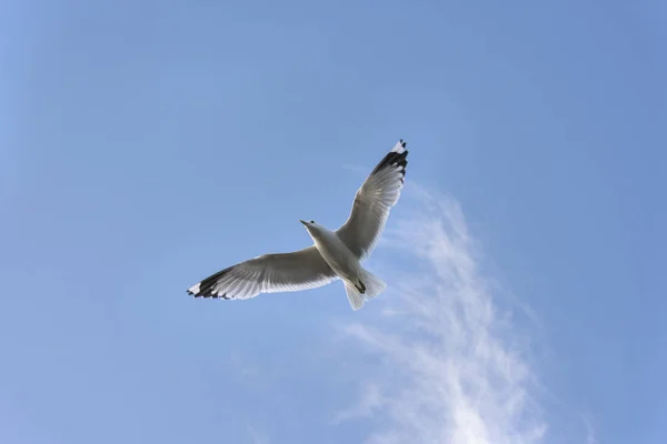 Gaivota Mosca Mar Eggum Noruega — Fotografia de Stock