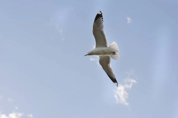 Gaivota Mosca Mar Eggum Noruega — Fotografia de Stock