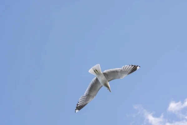 Seagull Fly Sea Eggum Norway — Stock Photo, Image