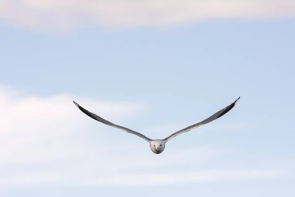 Mouette Mouche Sur Mer Eggum Norvège — Photo