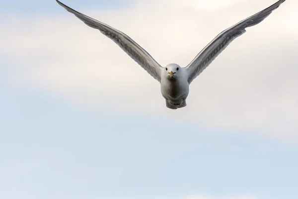 Seagull Fly Sea Eggum Norway — Stock Photo, Image