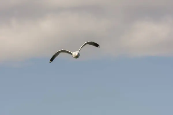 Mouette Mouche Sur Mer Eggum Norvège — Photo