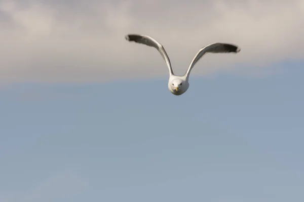 Seagull Vlieg Aan Zee Eggum Noorwegen — Stockfoto