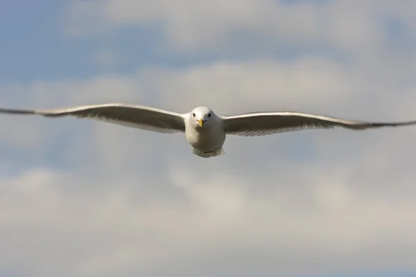 ノルウェーの Eggum の海を飛ぶカモメ — ストック写真