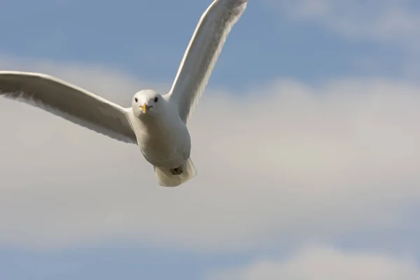 ノルウェーの Eggum の海を飛ぶカモメ — ストック写真