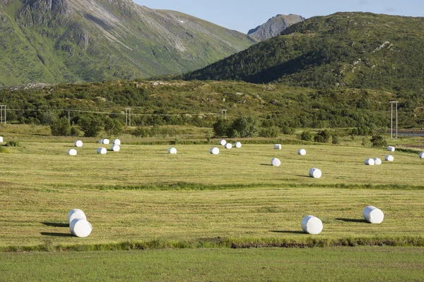 Campi Coltivati Balle Fieno Eggum Norvegia — Foto Stock