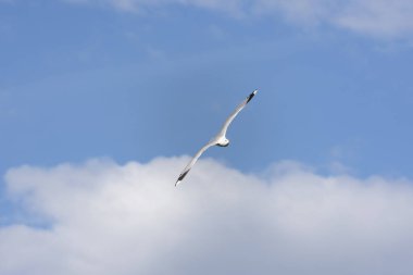 Eggum Norveç'te denizde anında martı