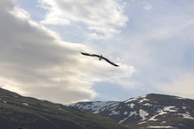 Eggum Norveç'te denizde anında martı