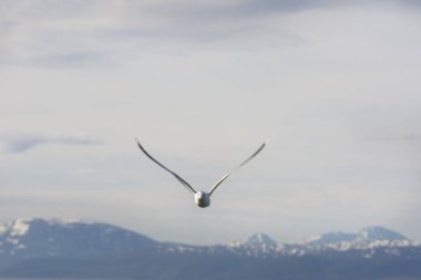 Eggum Norveç'te denizde anında martı