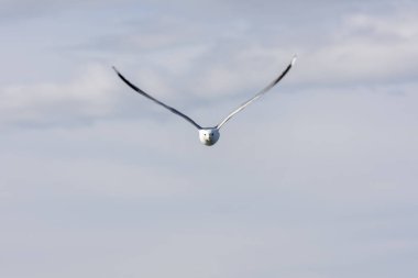 Eggum Norveç'te denizde anında martı