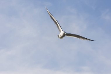 Eggum Norveç'te denizde anında martı