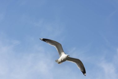 Eggum Norveç'te denizde anında martı