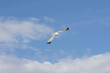 Eggum Norveç'te denizde anında martı