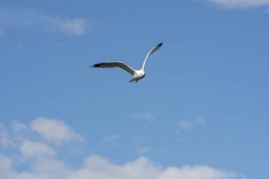 Eggum Norveç'te denizde anında martı