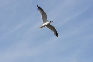 Eggum Norveç'te denizde anında martı