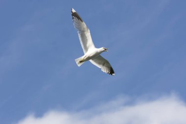 Eggum Norveç'te denizde anında martı