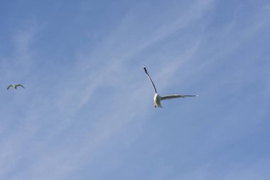 Eggum Norveç'te denizde anında martı