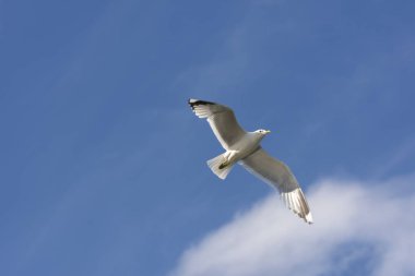 Eggum Norveç'te denizde anında martı