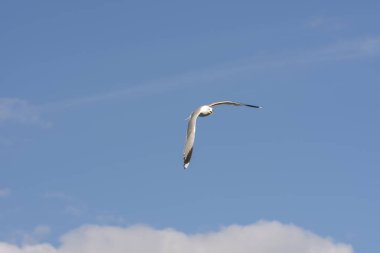 Eggum Norveç'te denizde anında martı