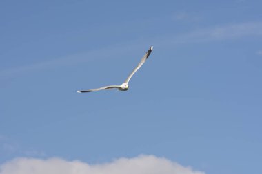 Eggum Norveç'te denizde anında martı